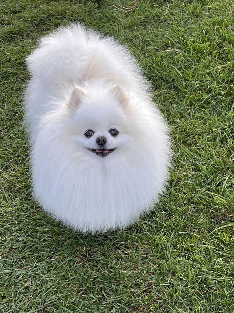 Pompom_62 Pompom_62